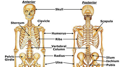Skeletal System Parts